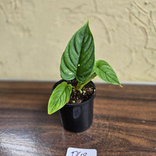 Load image into Gallery viewer, #D48 Philodendron Furcatum