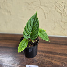 Load image into Gallery viewer, #D48 Philodendron Furcatum