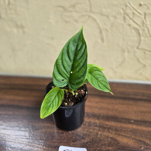 #D48 Philodendron Furcatum