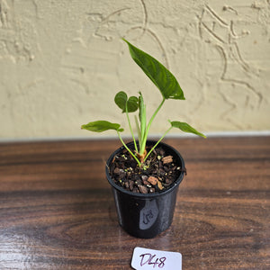 #D48 Philodendron Furcatum