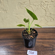 Load image into Gallery viewer, #D48 Philodendron Furcatum