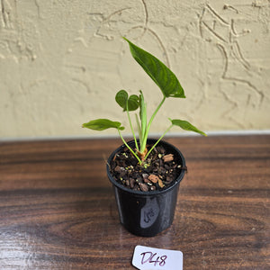 #D48 Philodendron Furcatum