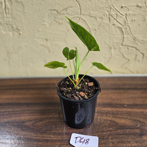 #D48 Philodendron Furcatum