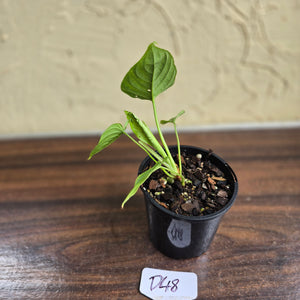 #D48 Philodendron Furcatum