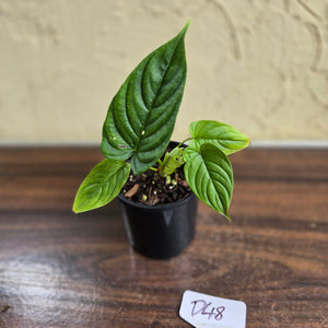 #D48 Philodendron Furcatum