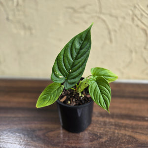 #D48 Philodendron Furcatum