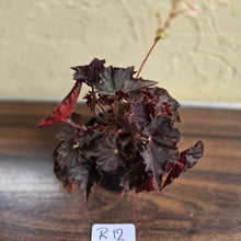 Load image into Gallery viewer, #R12 Begonia Unknown