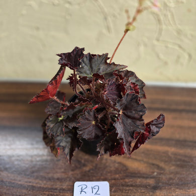 #R12 Begonia Unknown