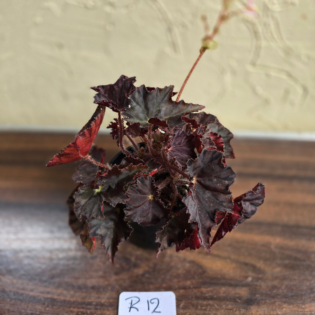 #R12 Begonia Unknown