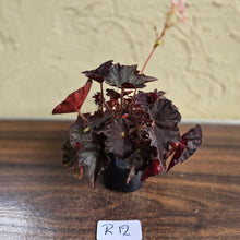 Load image into Gallery viewer, #R12 Begonia Unknown