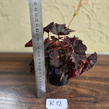 Load image into Gallery viewer, #R12 Begonia Unknown