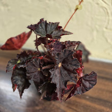 Load image into Gallery viewer, #R12 Begonia Unknown