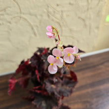 Load image into Gallery viewer, #R12 Begonia Unknown