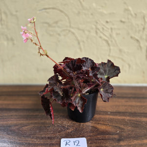 #R12 Begonia Unknown