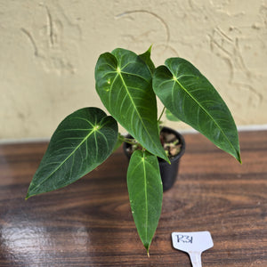#R31 Two x Headed Anthurium Purple Mama