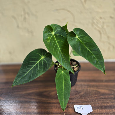 #R31 Two x Headed Anthurium Purple Mama