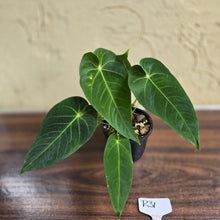 Load image into Gallery viewer, #R31 Two x Headed Anthurium Purple Mama
