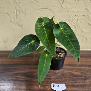 #R31 Two x Headed Anthurium Purple Mama