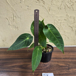#R31 Two x Headed Anthurium Purple Mama