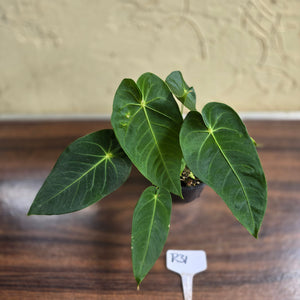 #R31 Two x Headed Anthurium Purple Mama