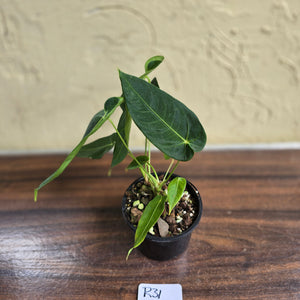#R31 Two x Headed Anthurium Purple Mama