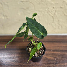 Load image into Gallery viewer, #R31 Two x Headed Anthurium Purple Mama