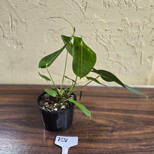 Load image into Gallery viewer, #R31 Two x Headed Anthurium Purple Mama