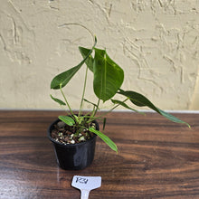 Load image into Gallery viewer, #R31 Two x Headed Anthurium Purple Mama