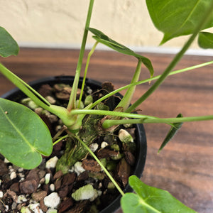 #R31 Two x Headed Anthurium Purple Mama