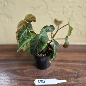 #D85 Begonia Grey Feather