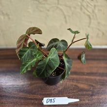 Load image into Gallery viewer, #D85 Begonia Grey Feather