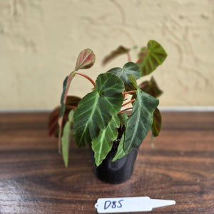 #D85 Begonia Grey Feather