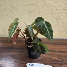 Load image into Gallery viewer, #D85 Begonia Grey Feather