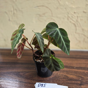#D85 Begonia Grey Feather