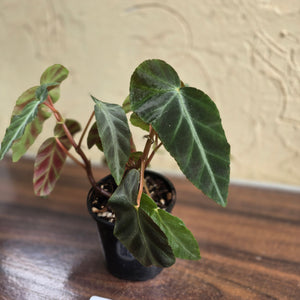 #D85 Begonia Grey Feather