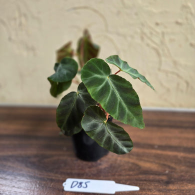 #D85 Begonia Grey Feather