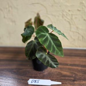 #D85 Begonia Grey Feather