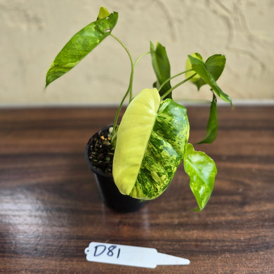 #D81 Variegated Philodendron Burle Marx