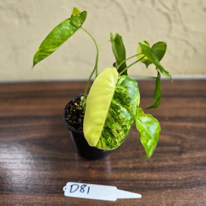 #D81 Variegated Philodendron Burle Marx