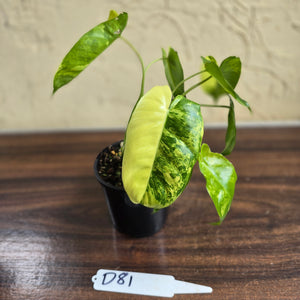 #D81 Variegated Philodendron Burle Marx