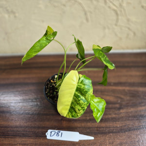 #D81 Variegated Philodendron Burle Marx