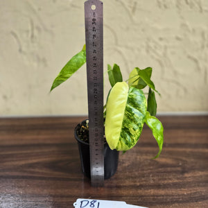 #D81 Variegated Philodendron Burle Marx