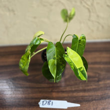 Load image into Gallery viewer, #D81 Variegated Philodendron Burle Marx
