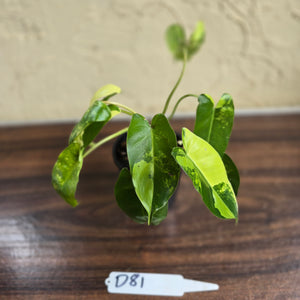 #D81 Variegated Philodendron Burle Marx