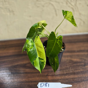 #D81 Variegated Philodendron Burle Marx