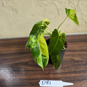 #D81 Variegated Philodendron Burle Marx
