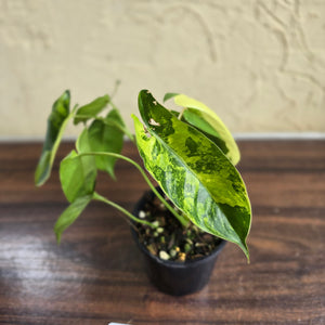 #D81 Variegated Philodendron Burle Marx