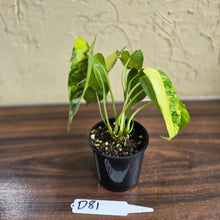 Load image into Gallery viewer, #D81 Variegated Philodendron Burle Marx