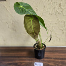Load image into Gallery viewer, #R44 Anthurium Purple Mama - With 2 x Pups