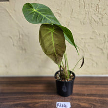 Load image into Gallery viewer, #R44 Anthurium Purple Mama - With 2 x Pups
